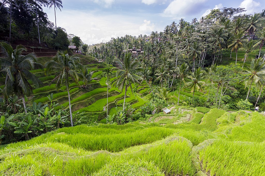 Things to do in Indonesia Bali Rice terraces Tegalalang
