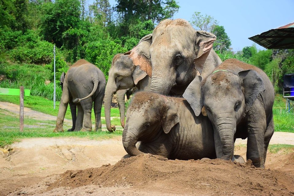elephant sanctuary in Thailand on my 2 day Chiang Mai itinerary