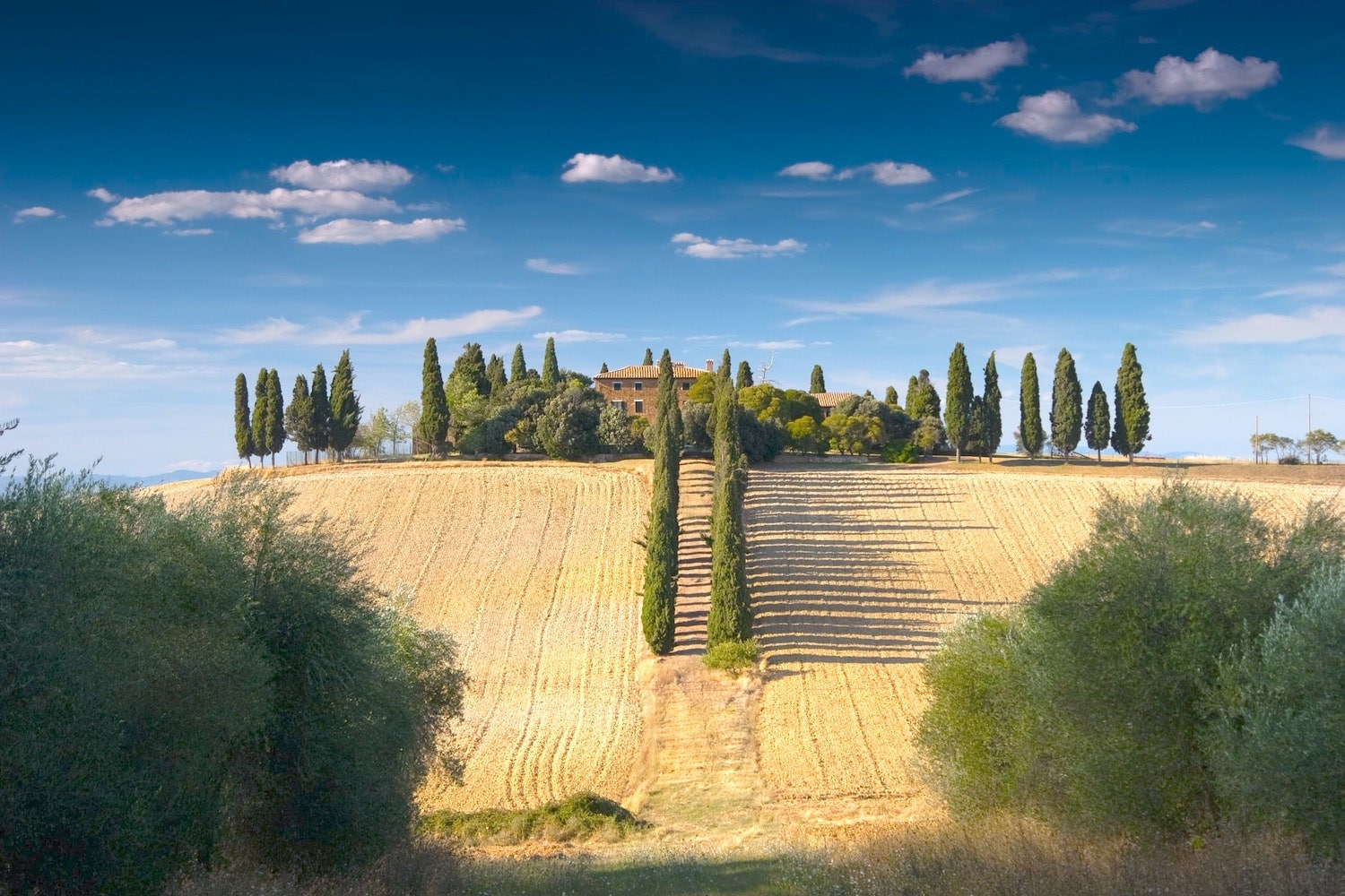 Farm house in the tuscan countryside with trees indicating the entrance on a sunny day