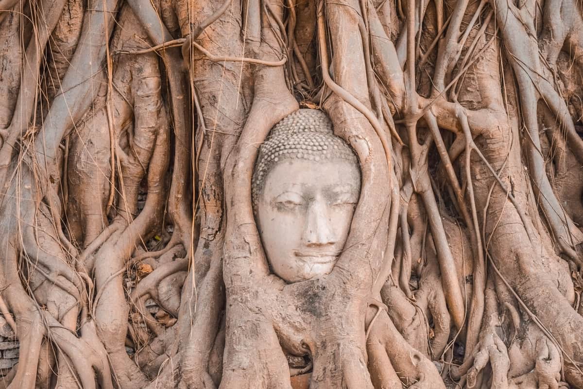 Tree roots enveloping a stone face.