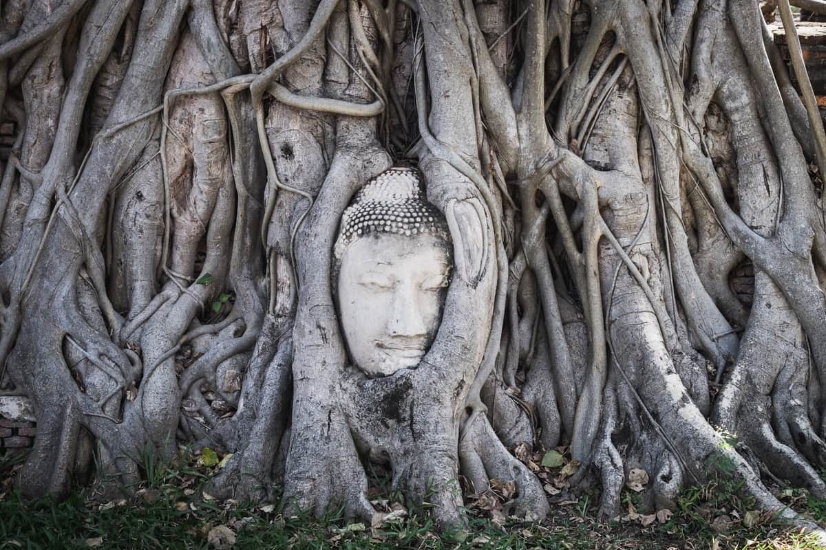 Wat Mahathat famous in the ayutthaya tours