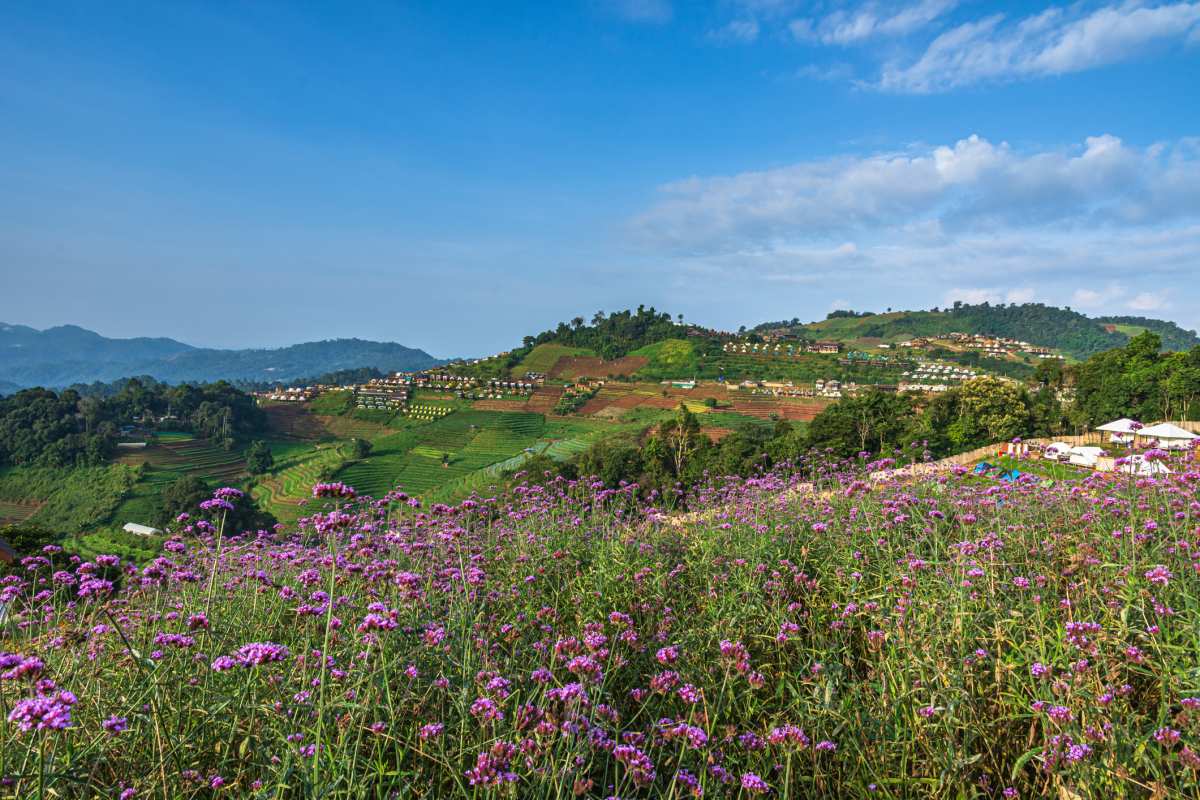 Rolling hills with lush greenery in a garden with flowers. Mon Jam Chiang Mai mountain