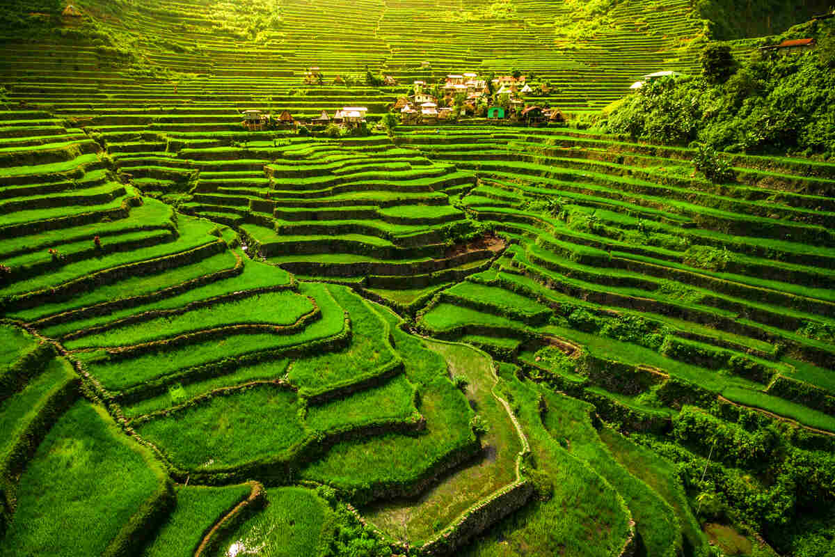 Green rice terraces with a settlement in the back