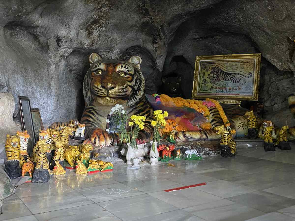 Image of a tiger inside the Tiger Cave Temple