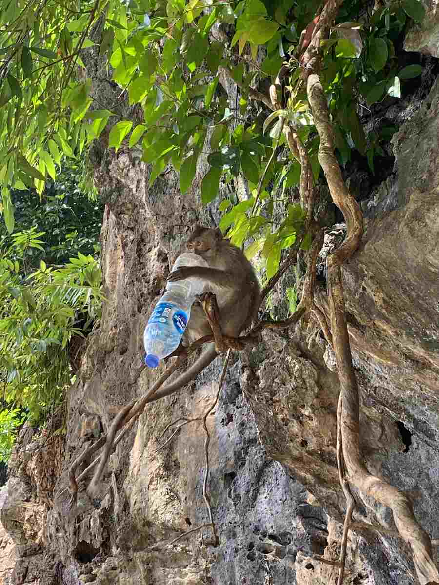Monkey playing with a plastic bottle in Krabi Thailand