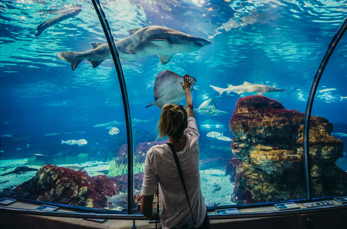 Visit the Barcelona Aquarium