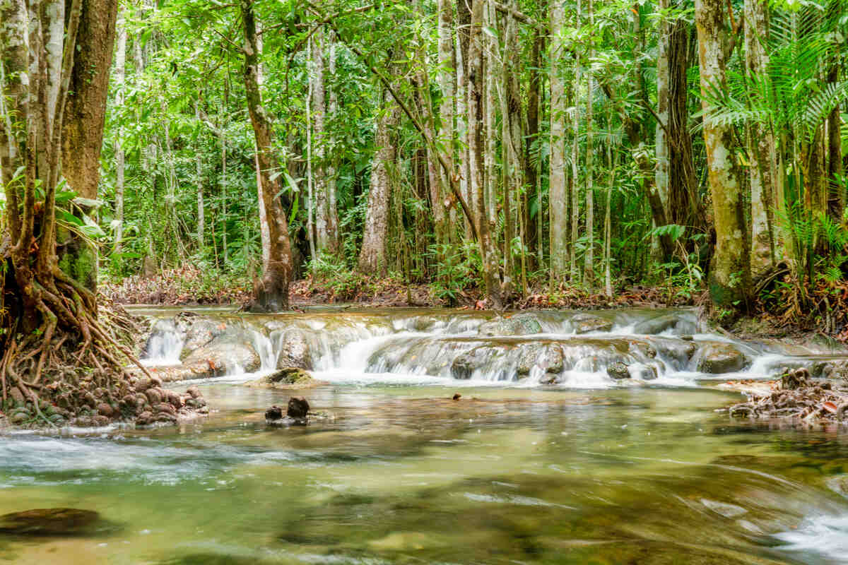 Calm spring flowing through a dense forest. Krabi Hot Springs