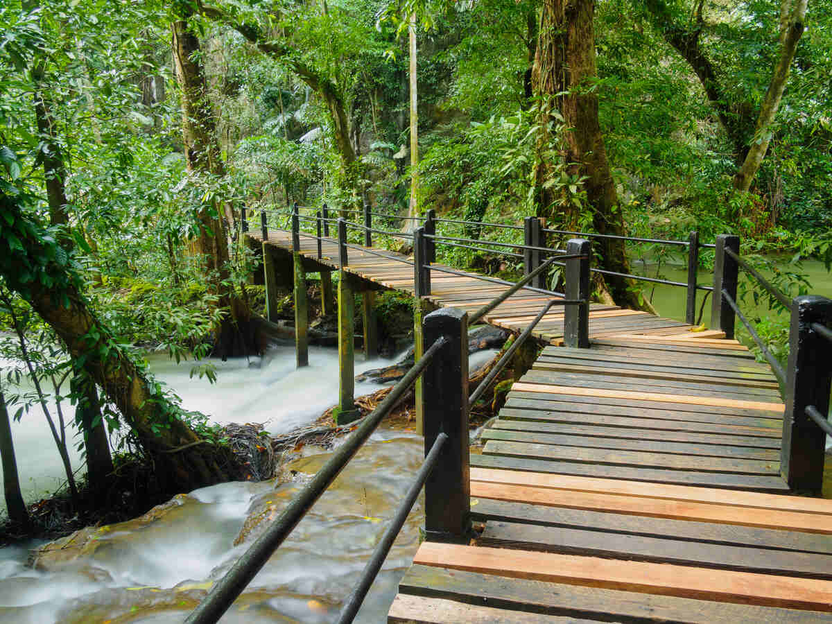 Wooden walkway through a lush forest.