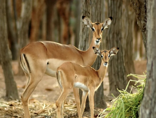 Two impalas standing alert in a dry grassy field, with one looking directly at the camera.