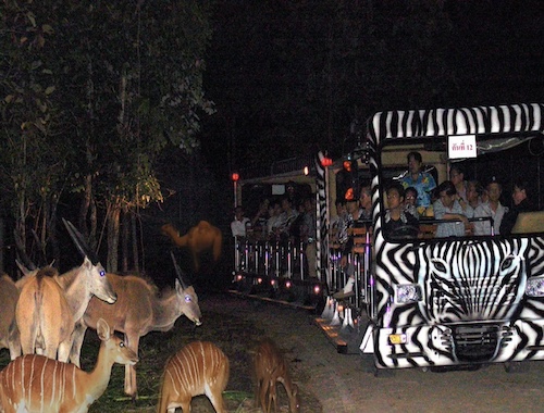 A night safari vehicle with zebra stripes design filled with tourists on an adventure ride through a wildlife park.