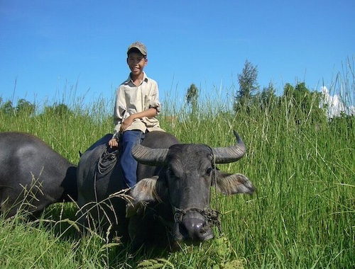 Man on a water buffalo in the Vietnamese countryside on a Hoi An cycling tour