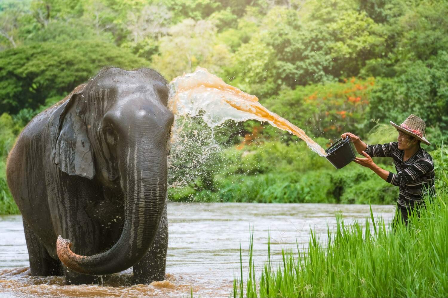 Bathing the Elephants in Chiang Mai