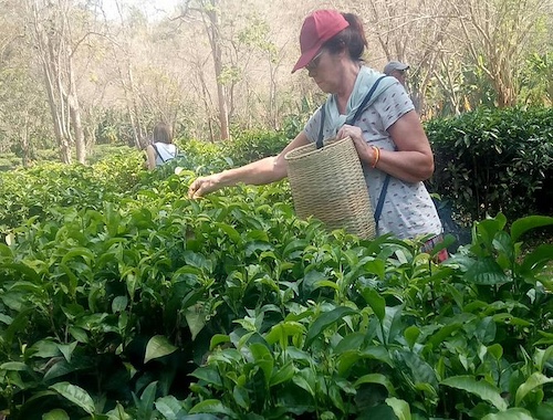 Chiang Mai Private Tour with Tea Plantation, Karen Village, Doi Suthep 2