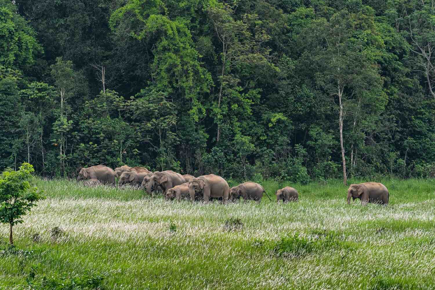 A herd of elephants grazing peacefully in a green field with dense forest surrounding them.