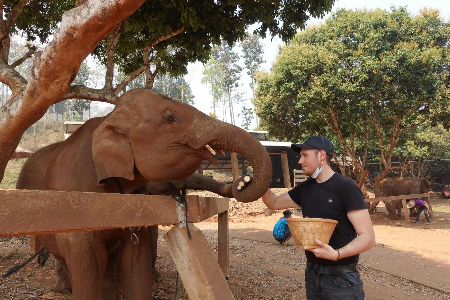 Man feeding an elephant on a half day elephant tour Chiang Mai