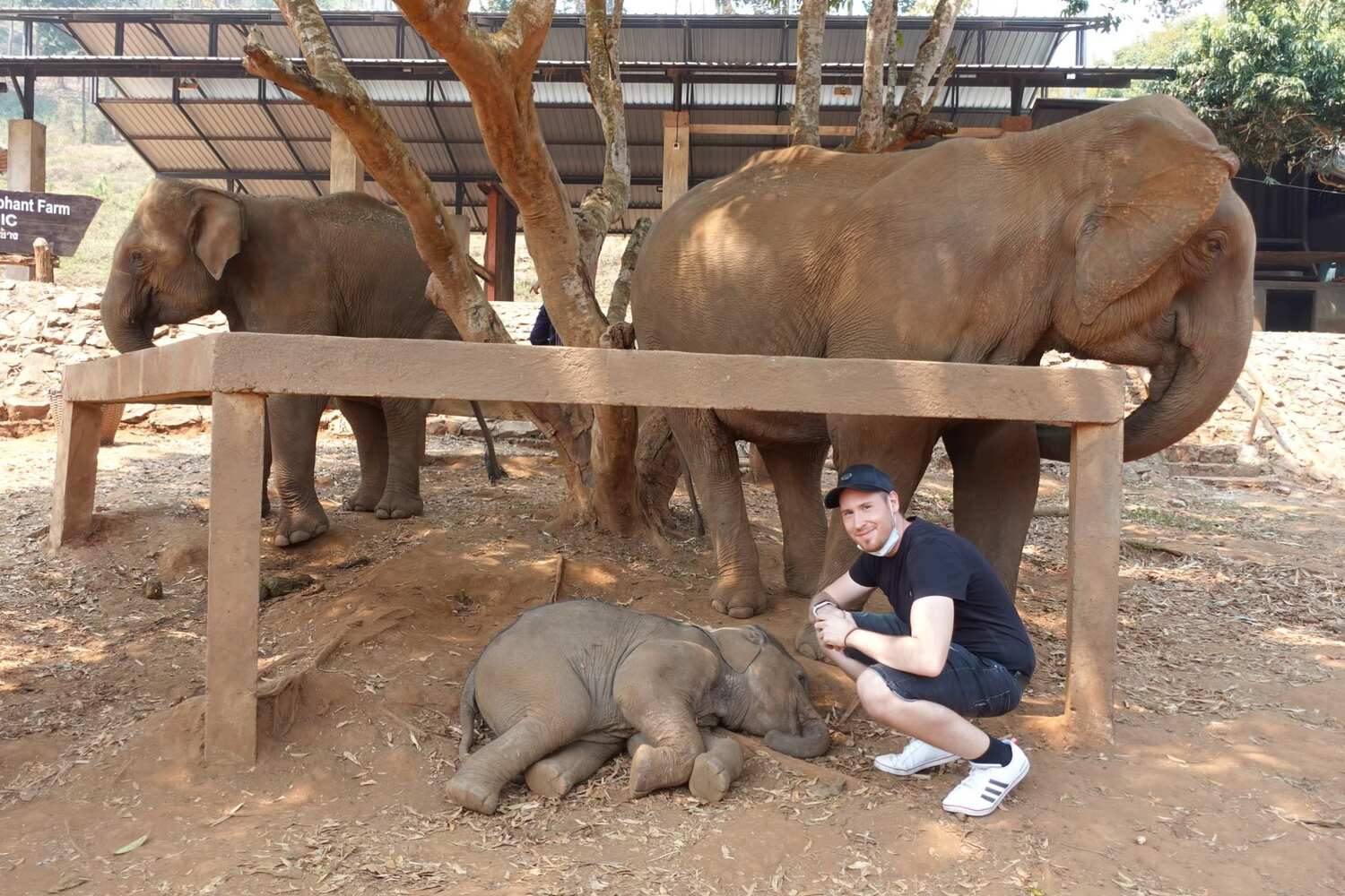 Man posing with a baby elephant in Chiang Mai