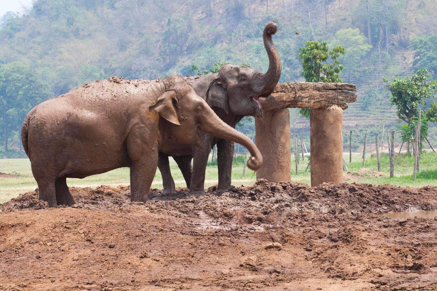Mud Spa with the Elephants in Chiang Mai Thailand