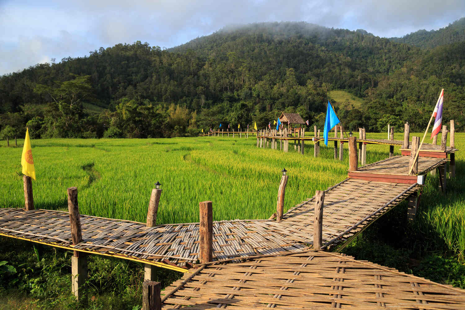 Bamboo-Bridge-and-rice-fields-in-Pai-Thailand