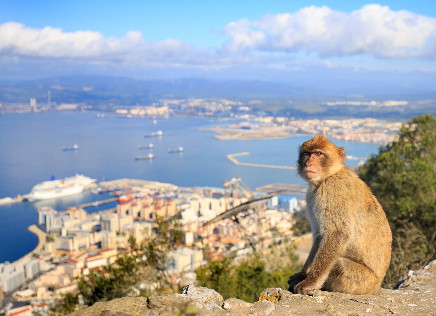 Monkey-sitting-on-Gibraltar-Rock