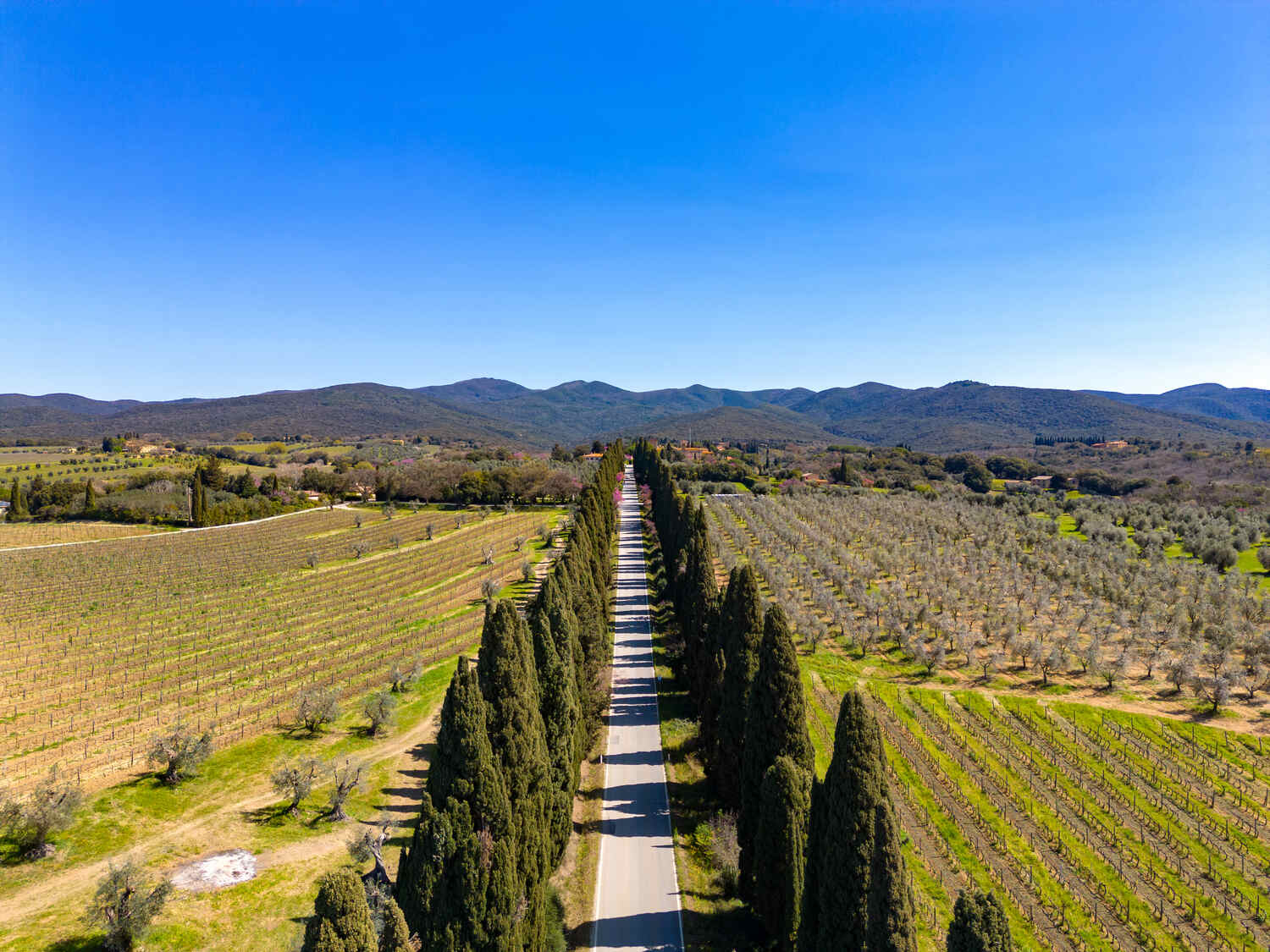 Aerial-view-of-Tuscany-with-cypress-trees - Best time to visit Tuscany
