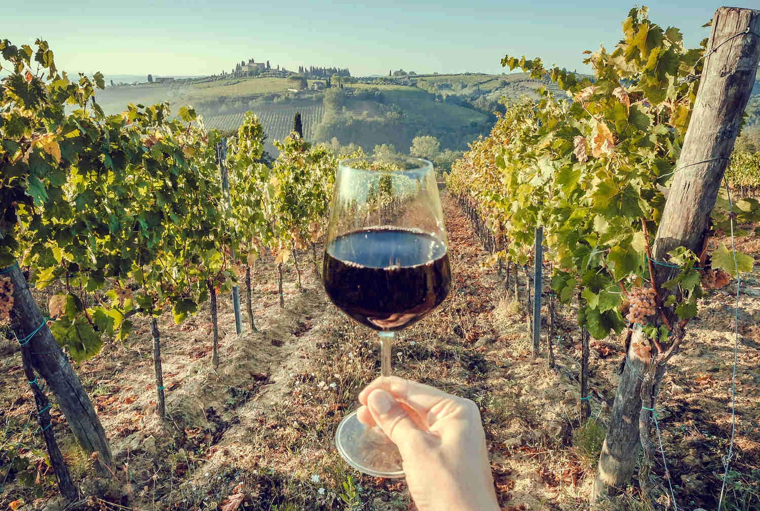 Wine-harvest-in-Tuscany