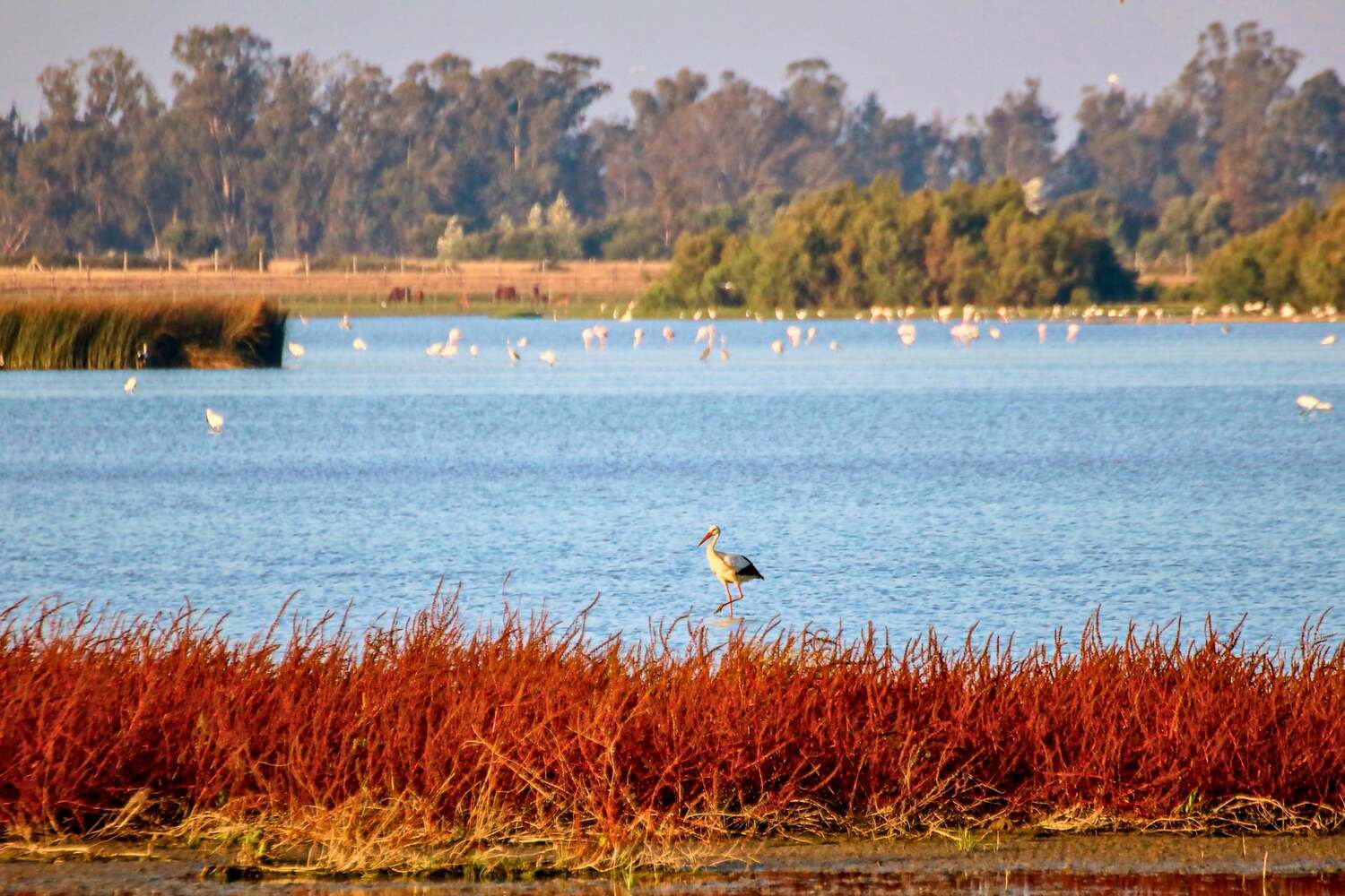 Doñana National Park