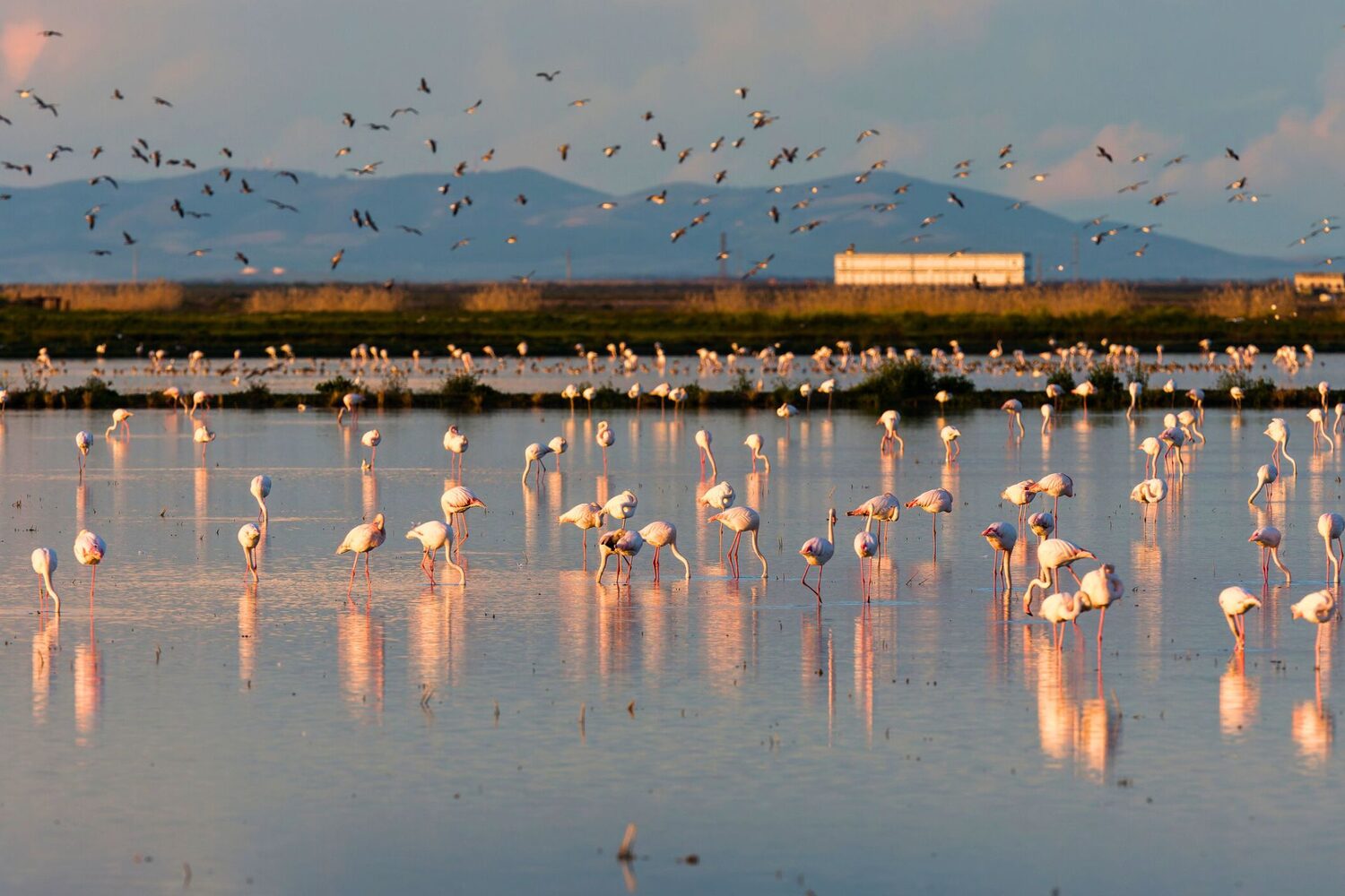 Doñana